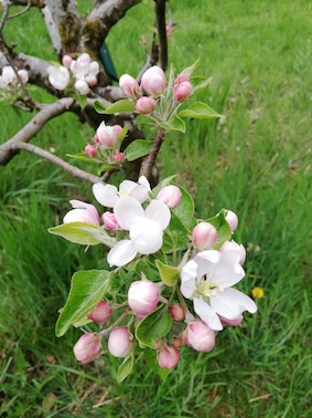 Voll in der Blüte
