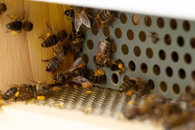 SoLaKo Bienen mit "voller Hose" - "Pollenhöschen"