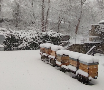 Bienen in Winterpause